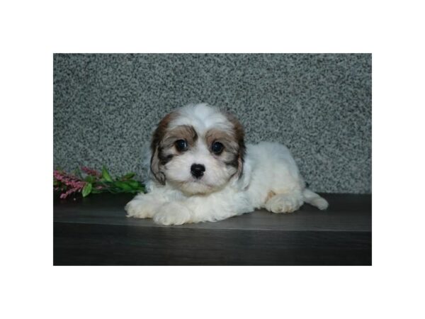 Cavachon-DOG-Male-Sable / White-15627-Petland Racine, Wisconsin