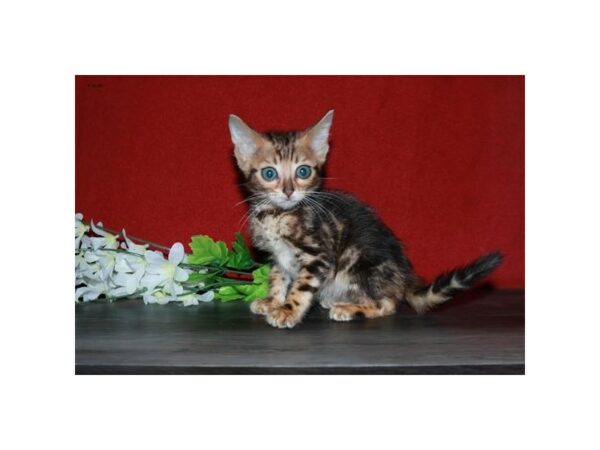 Bengal-CAT-Male-Brown Patch Mackerel Tabby-15625-Petland Racine, Wisconsin