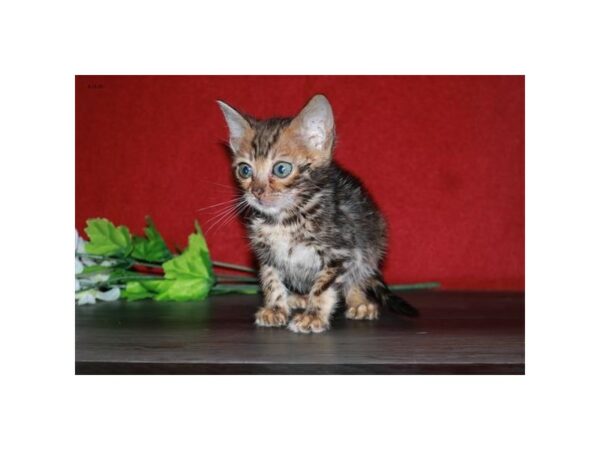 Bengal-CAT-Female-Brown Marble-15630-Petland Racine, Wisconsin