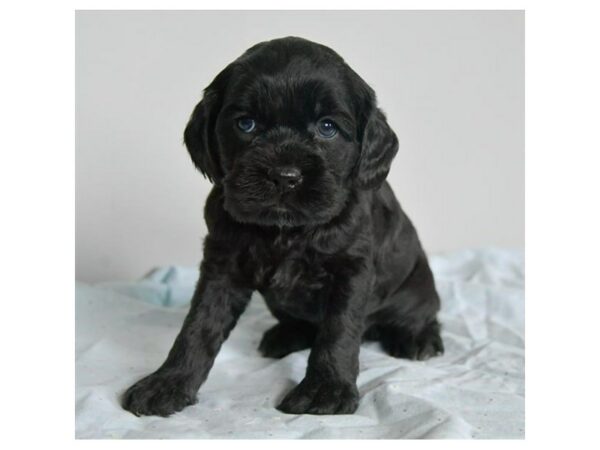 Cock A Poo-DOG-Male-Black-15633-Petland Racine, Wisconsin