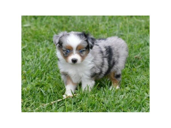 Toy Australian Shepherd DOG Female Blue Merle 24336 Petland Racine, Wisconsin