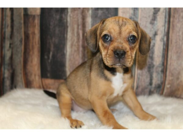 French Bulldog/Beagle-DOG-Female-Fawn-15628-Petland Racine, Wisconsin