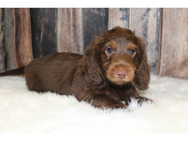 Dachshund-DOG-Male-Chocolate/Tan-15634-Petland Racine, Wisconsin