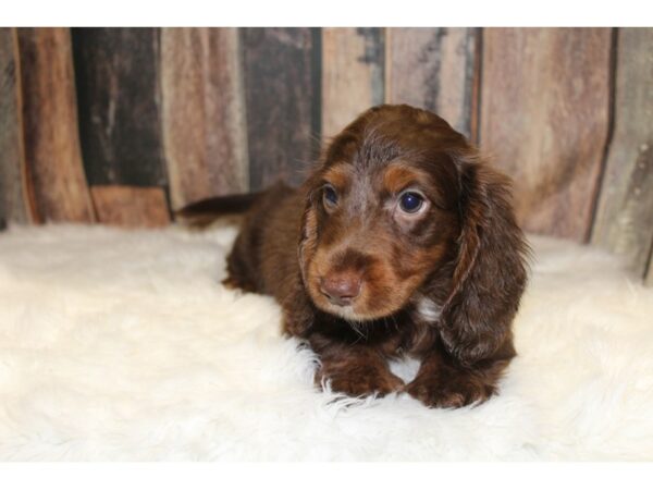 Dachshund-DOG-Male-Chocolate/Tan-15635-Petland Racine, Wisconsin