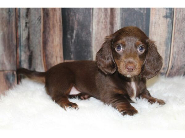 Dachshund-DOG-Female-Chocolate/Tan-15636-Petland Racine, Wisconsin