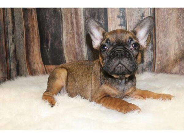 French Bulldog-DOG-Male-Red Fawn-15637-Petland Racine, Wisconsin