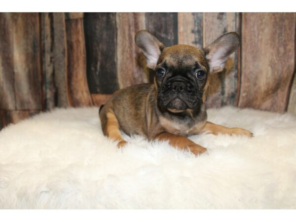 French Bulldog-DOG-Male-Red Fawn-15638-Petland Racine, Wisconsin