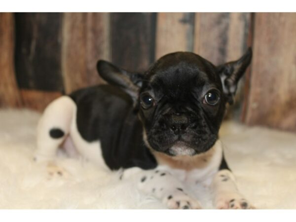 French Bulldog-DOG-Male-Black-15639-Petland Racine, Wisconsin