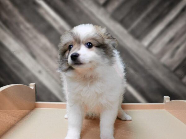 Pomskimo-DOG-Female-Brown / White-24335-Petland Racine, Wisconsin