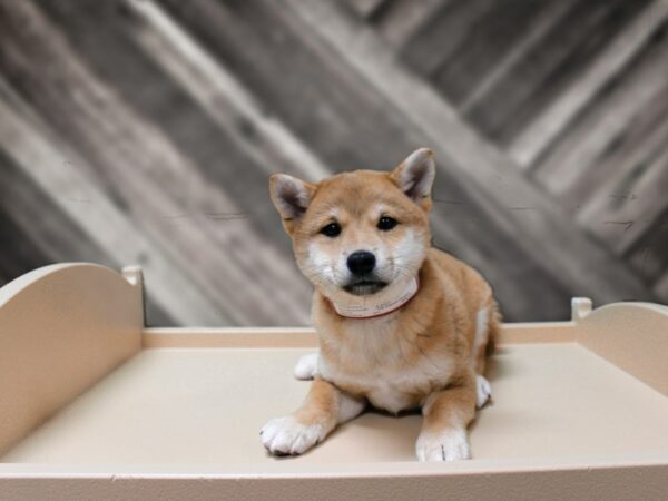 Shiba Inu-DOG-Female-Red Sesame-24345-Petland Racine, Wisconsin