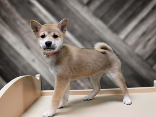 Shiba Inu-DOG-Female-Dark Brown-24344-Petland Racine, Wisconsin