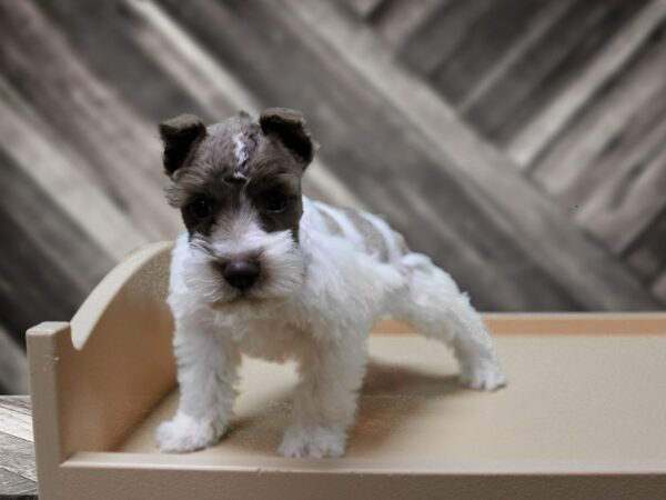 Miniature Schnauzer-DOG-Male-BR/WH-24350-Petland Racine, Wisconsin