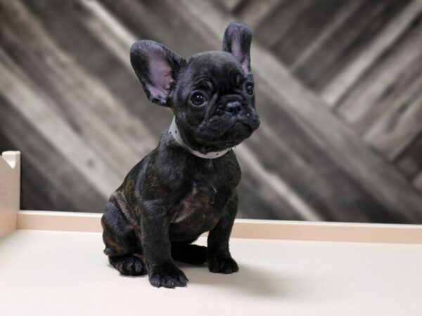French Bulldog-DOG-Female-BLACK BRINDLE-24355-Petland Racine, Wisconsin