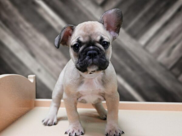 French Bulldog-DOG-Female-BR/BLK MASK-24356-Petland Racine, Wisconsin
