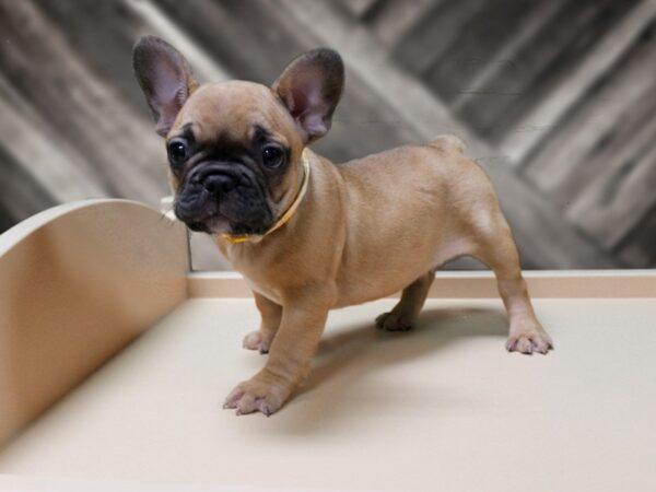 French Bulldog-DOG-Female-FAWN-24353-Petland Racine, Wisconsin