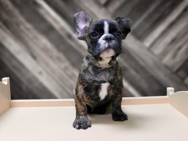 French Bulldog-DOG-Male-BRINDLE-24354-Petland Racine, Wisconsin
