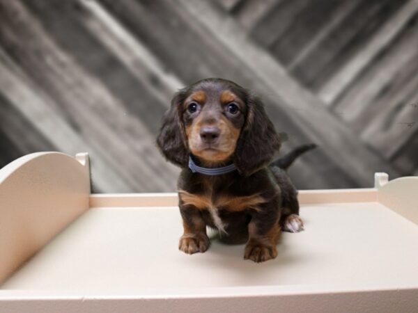 Dachshund-DOG-Male-CHOC/TAN-24348-Petland Racine, Wisconsin