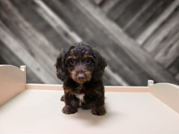 Dachshund-DOG-Female-CHOC/TAN-24347-Petland Racine, Wisconsin