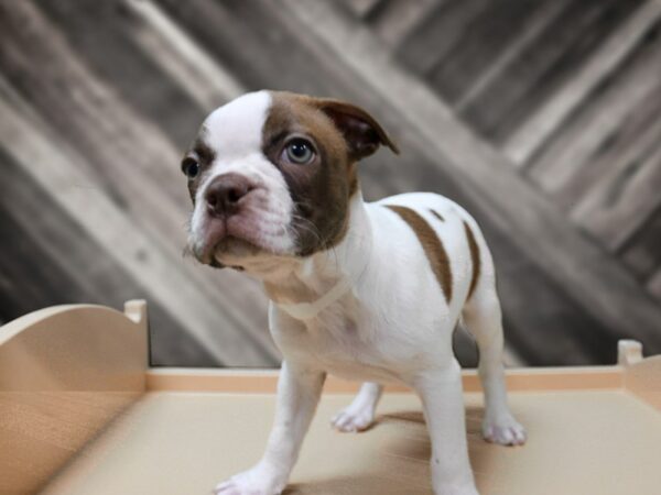 Boston Terrier-DOG-Male-White / Red-24338-Petland Racine, Wisconsin