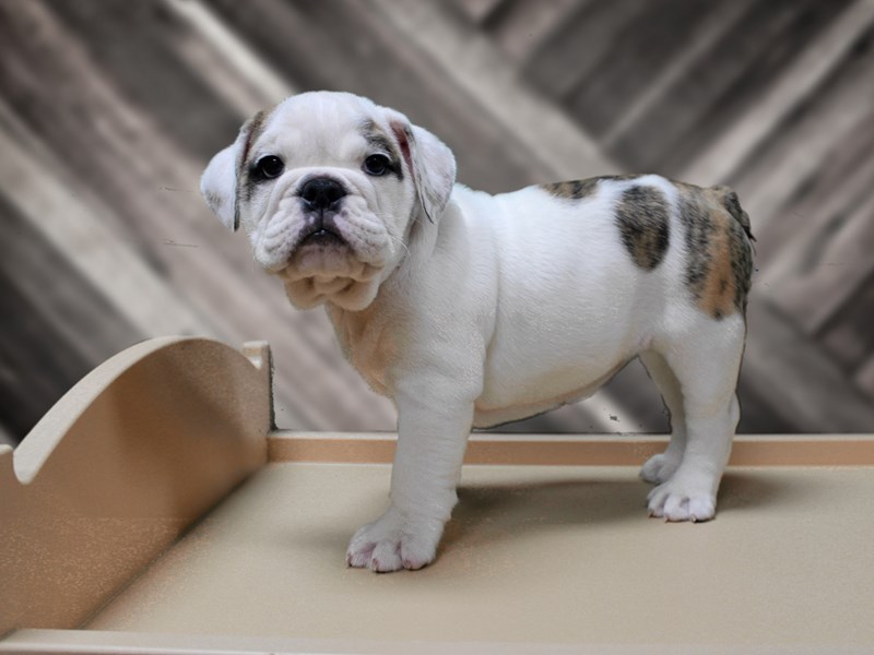All white english sales bulldog