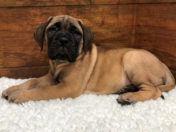 Bullmastiff DOG Male Fawn 24360 Petland Racine, Wisconsin