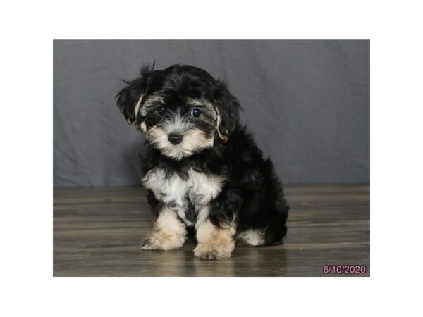 Morkie DOG Female Black / Tan 24362 Petland Racine, Wisconsin