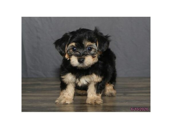 Morkie DOG Male Black / Tan 24363 Petland Racine, Wisconsin