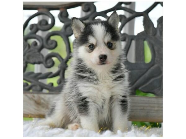Pomsky-DOG-Male-Gray / White-24370-Petland Racine, Wisconsin