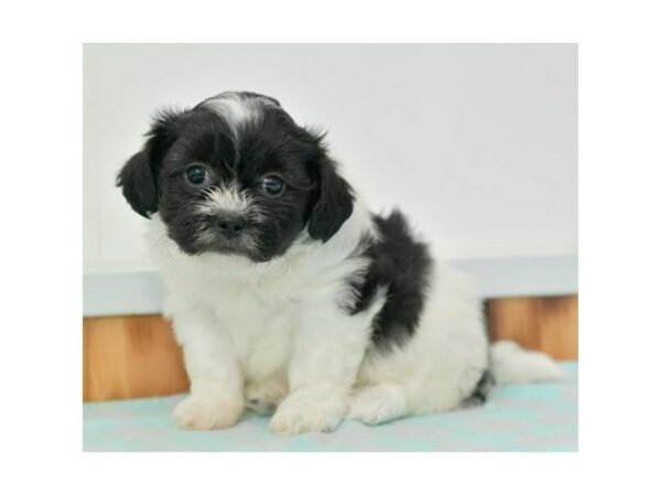 Teddy Bear-DOG-Female-Black / White-24358-Petland Racine, Wisconsin