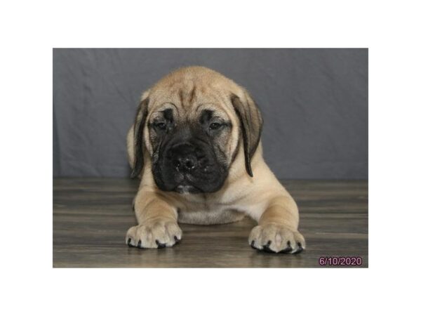 Bullmastiff-DOG-Male-Fawn-24361-Petland Racine, Wisconsin