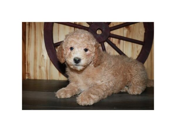 Goldendoodle Mini 2nd Gen-DOG-Male-Apricot-24367-Petland Racine, Wisconsin