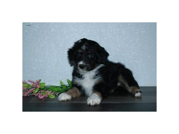 Australian Shepherd-DOG-Male-Black-24365-Petland Racine, Wisconsin