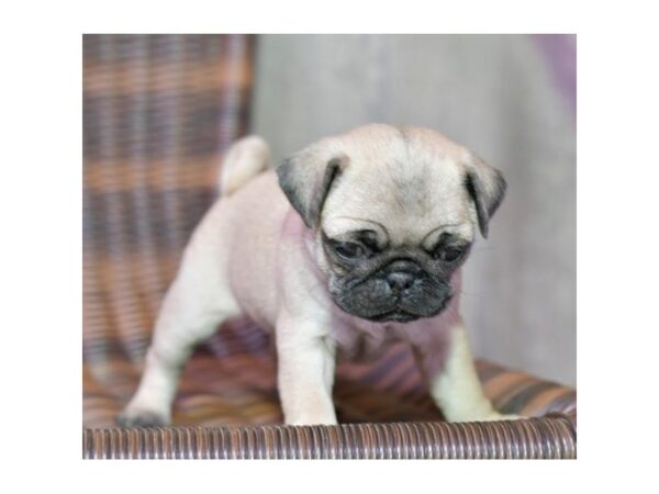 Pug-DOG-Female-Fawn-24369-Petland Racine, Wisconsin