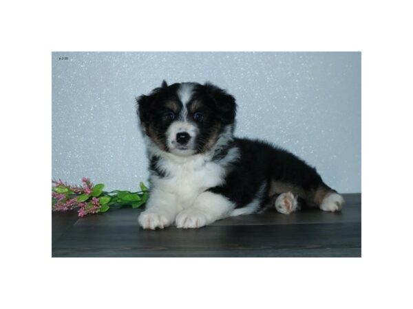 Australian Shepherd-DOG-Female-Black-24366-Petland Racine, Wisconsin