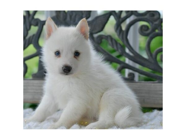 Pomsky-DOG-Male-White-15642-Petland Racine, Wisconsin