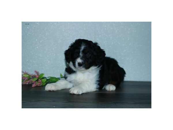 Australian Shepherd-DOG-Female-Black/Tan points-15641-Petland Racine, Wisconsin