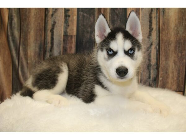 Siberian Husky-DOG-Male-Black / White-15647-Petland Racine, Wisconsin