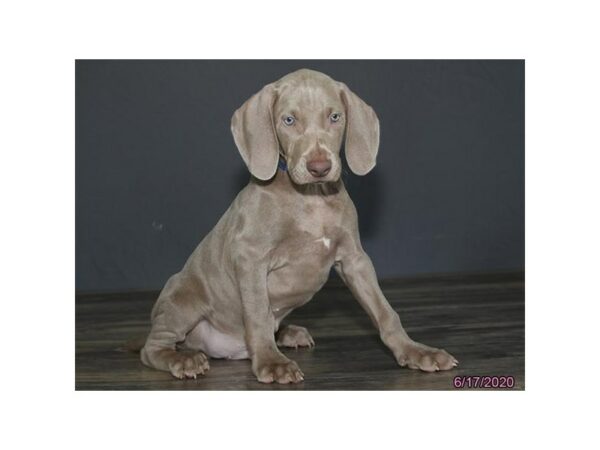 Weimaraner DOG Male Gray 15661 Petland Racine, Wisconsin