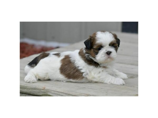 Shih Tzu-DOG-Female-Brown / White-24380-Petland Racine, Wisconsin
