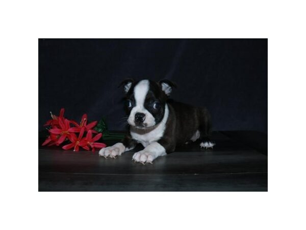 Boston Terrier-DOG-Male-Brindle / White-24382-Petland Racine, Wisconsin