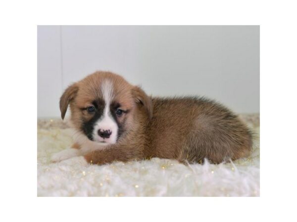 Pembroke Welsh Corgi-DOG-Male-Red / White-24384-Petland Racine, Wisconsin