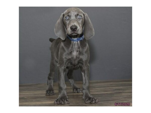 Weimaraner DOG Female Blue 24376 Petland Racine, Wisconsin