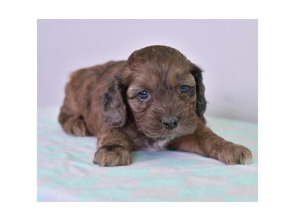 Cock A Poo-DOG-Male-Red Merle-15656-Petland Racine, Wisconsin