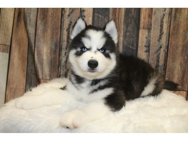 Siberian Husky-DOG-Male-Black / White-15648-Petland Racine, Wisconsin