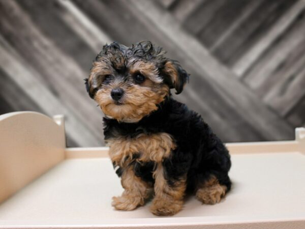 Yorkiepoo DOG Male Black 24381 Petland Racine, Wisconsin