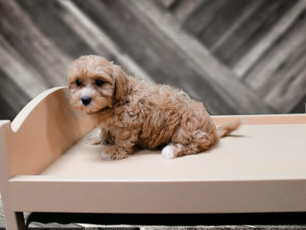 Maltipoo DOG Female APCT 24390 Petland Racine, Wisconsin