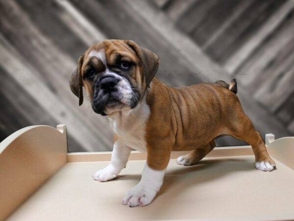 Beabull DOG Female RED/WH 24393 Petland Racine, Wisconsin