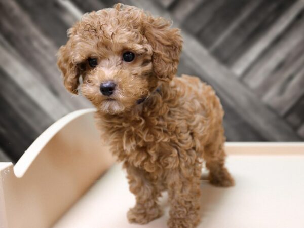 Poodle-DOG-Male-Red-24377-Petland Racine, Wisconsin