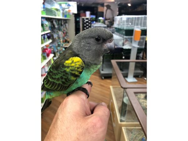 Myers Parrot-BIRD-Female--24396-Petland Racine, Wisconsin