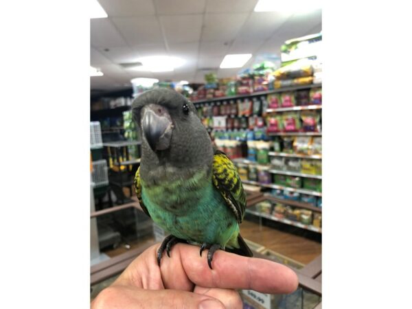 Myers Parrot-BIRD-Female--24397-Petland Racine, Wisconsin